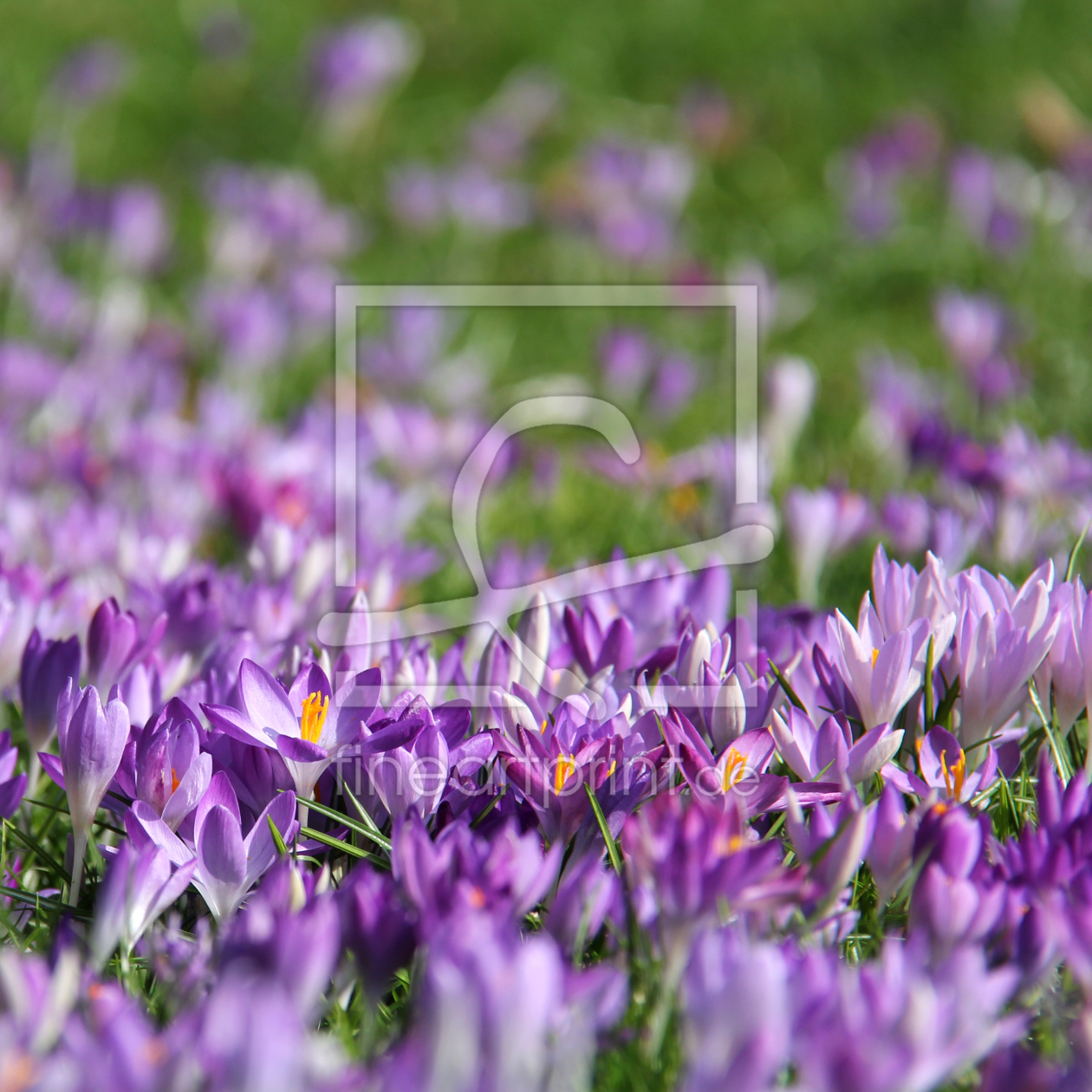 Bild-Nr.: 10894890 Purple Spring erstellt von KUJO-Photo